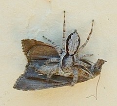 Menemerus bivittatus