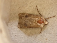 Agrotis clavis