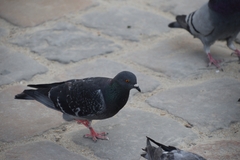 Columba livia