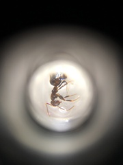 Nylanderia bourbonica