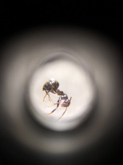Nylanderia bourbonica