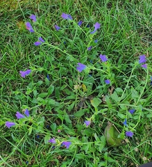 Echium