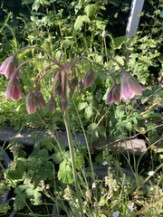 Allium siculum