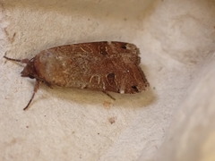 Noctua orbona