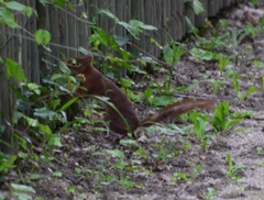 Sciurus vulgaris