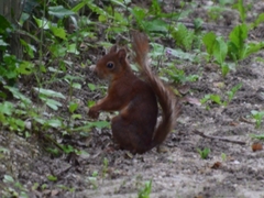 Sciurus vulgaris