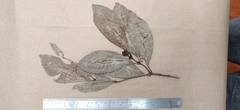 Psychotria flavida