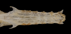 Banana Bat photo 3