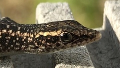 Cryptoblepharus metallicus