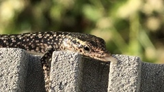 Cryptoblepharus metallicus