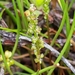 Three-ribbed Arrowgrass - Photo (c) Ken-ichi Ueda, some rights reserved (CC BY), uploaded by Ken-ichi Ueda