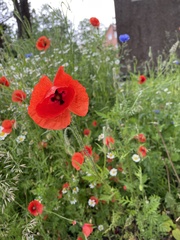 Papaver rhoeas