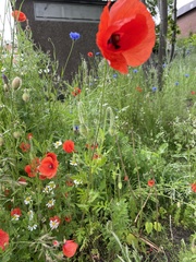 Papaver rhoeas