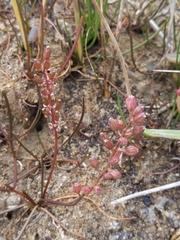 Triglochin concinna concinna