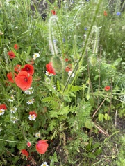 Papaver rhoeas