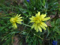 Pseudopodospermum molle