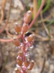 Triglochin concinna concinna