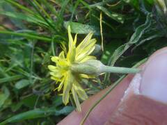 Pseudopodospermum molle