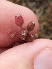 Triglochin concinna concinna