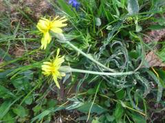 Pseudopodospermum molle