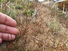 Triglochin concinna concinna