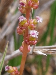 Triglochin concinna concinna