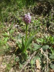 Orchis simia