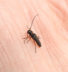 Phytoecia pustulata