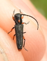 Phytoecia pustulata