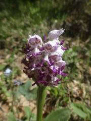 Orchis simia
