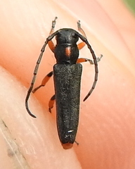 Phytoecia pustulata