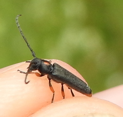 Phytoecia pustulata