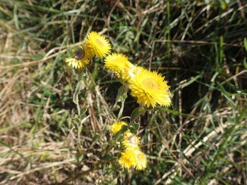 Image of Helichrysum aureum by (c) Mahomed Desai, some rights reserved (CC BY)