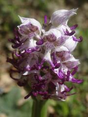 Orchis simia