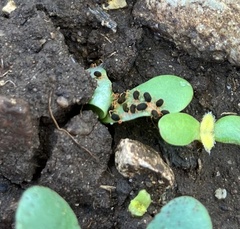 Halotydeus destructor