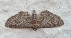 Eupithecia haworthiata