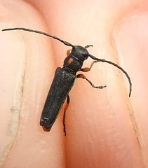 Phytoecia pustulata