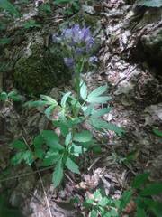 Cardamine quinquefolia