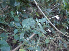 Rhinacanthus gracilis latilabiatus