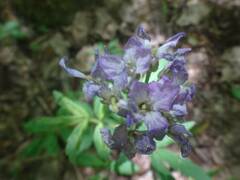 Cardamine quinquefolia