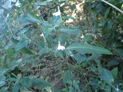 Rhinacanthus gracilis latilabiatus