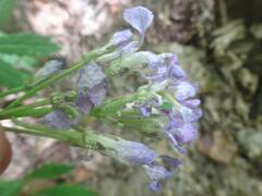 Cardamine quinquefolia