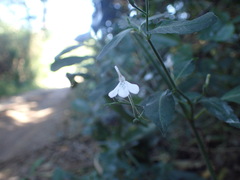Rhinacanthus gracilis latilabiatus