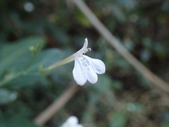 Rhinacanthus gracilis latilabiatus