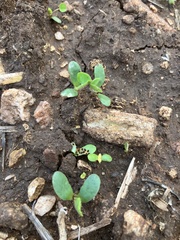 Halotydeus destructor