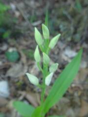 Cephalanthera