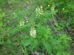 Sophora alopecuroides