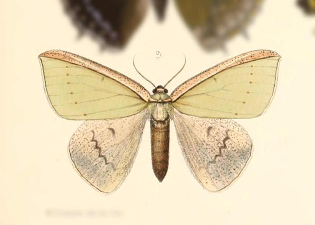 Limbatochlamys rosthorni