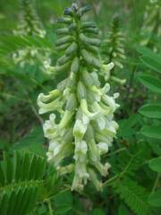 Sophora alopecuroides