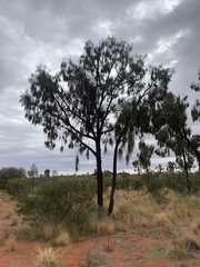 Allocasuarina decaisneana